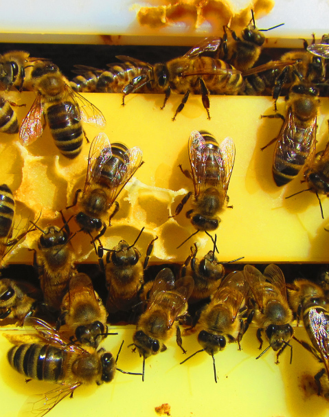 Découverte de la vie animale et ruches